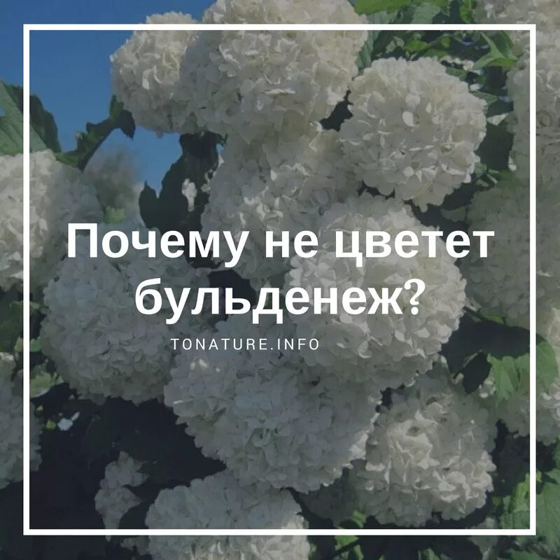 Как обрезать бульденеж после цветения правильно. Калина бульденеж формирование. калина бульденеж почки. калина бульденеж весной. калина бульденеж схема посадки.