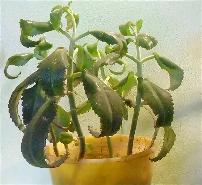 Каланхоэ дегремона прищипка. Каланхоэ листья. Каланхоэ сохнет. Каланхоэ с корешками. Каланхоэ листья скручиваются.