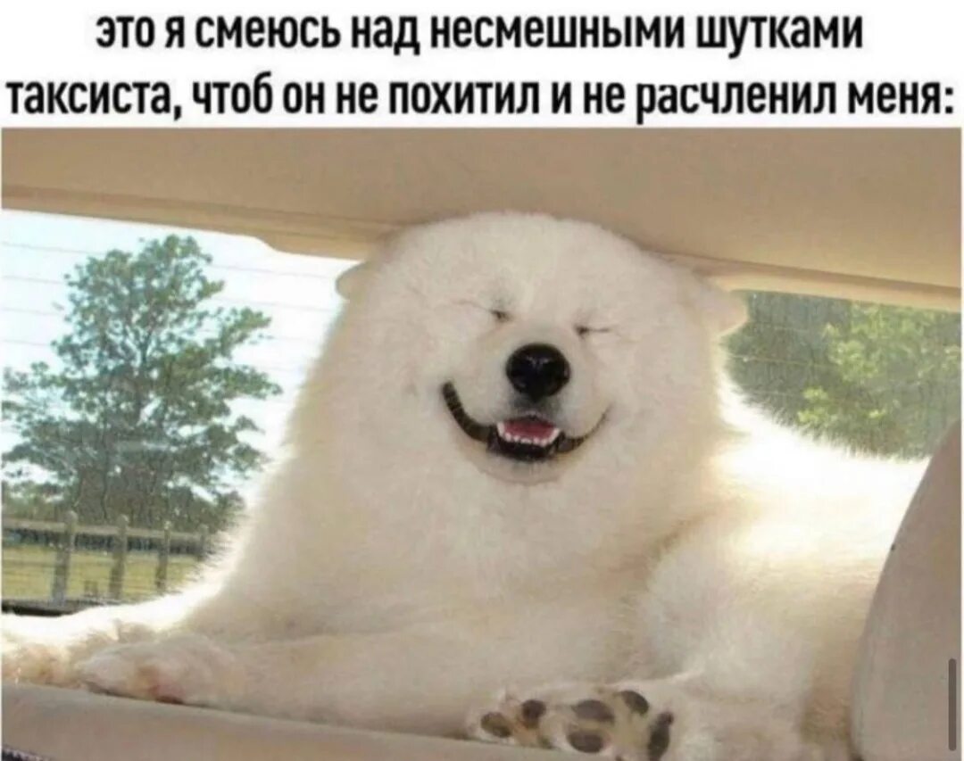 Улыбайся твои проблемы. Собака-улыбака порода самоед. самоедская лайка улыбается. улыбайтесь ваши проблемы никого не волнуют. живите так чтобы жизнь пиная вас сломала.