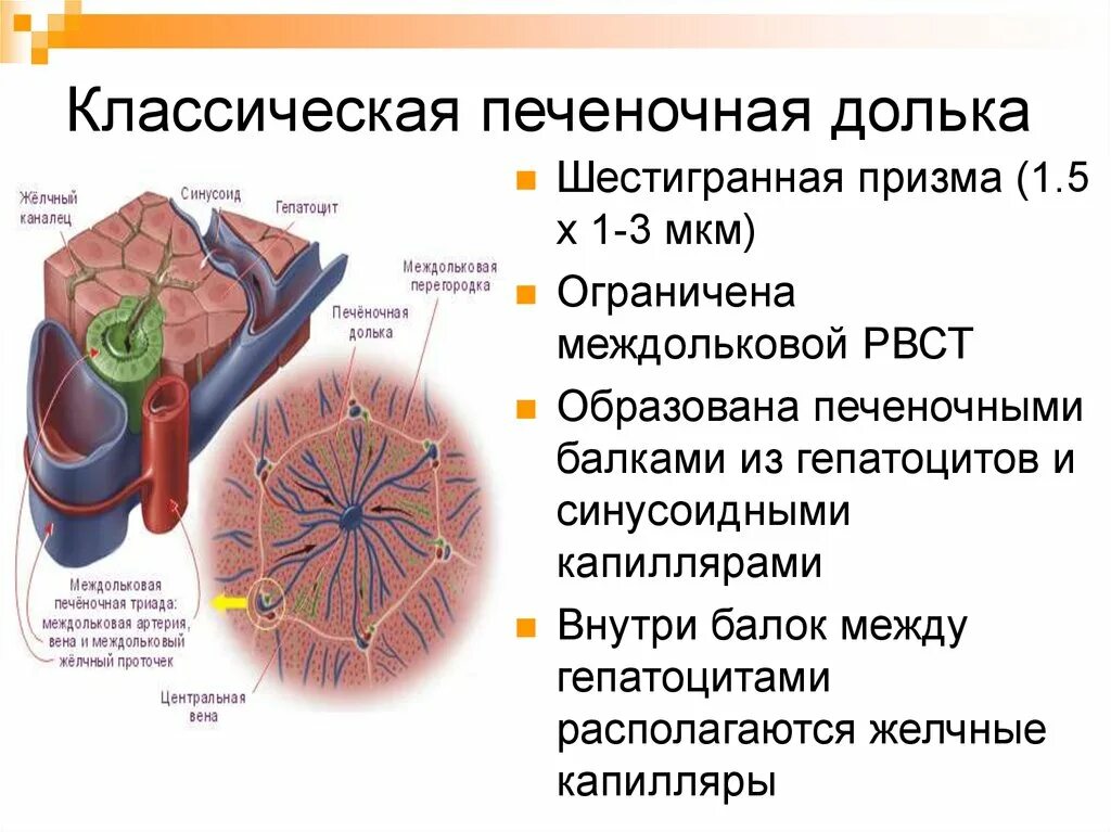 Какие клетки в печени