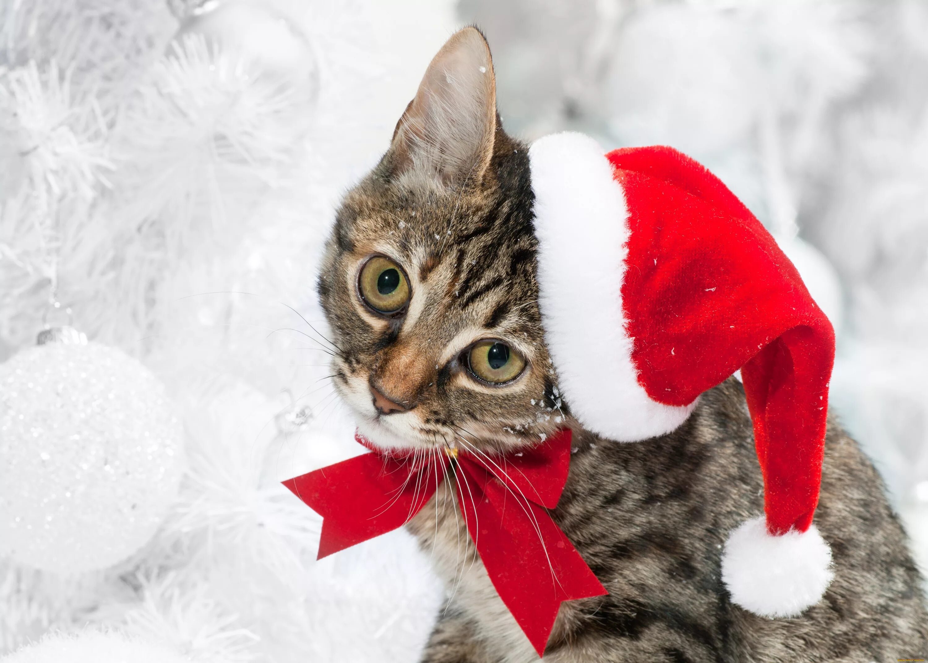 Новогодние аватарки с котиками милые. Новогодний кот. новогодние котята. кот новый год. рождественский кот.