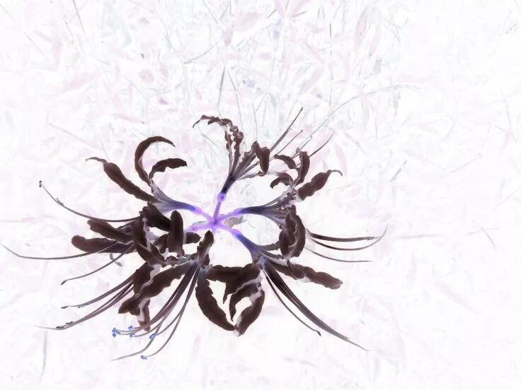 Frozen spider lily art