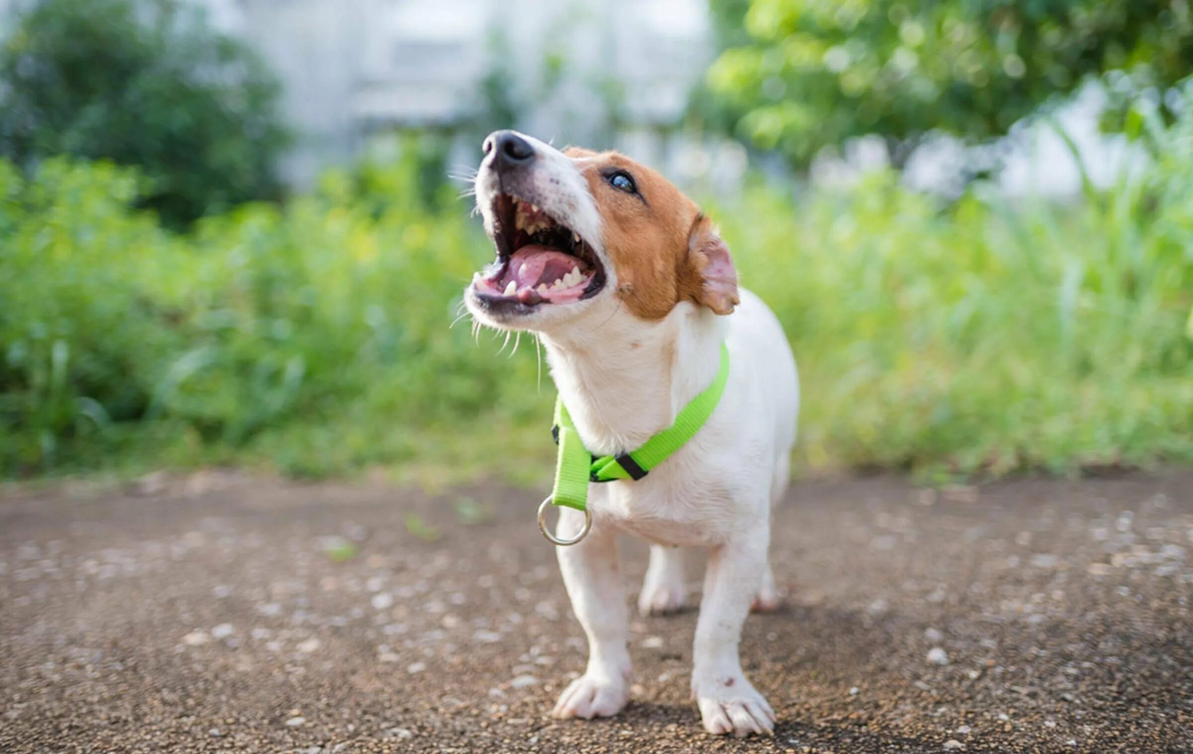 Собака с гитарой. Врешь собака. Гавканье собаки. Щенок с наушниками. Лай собаки.