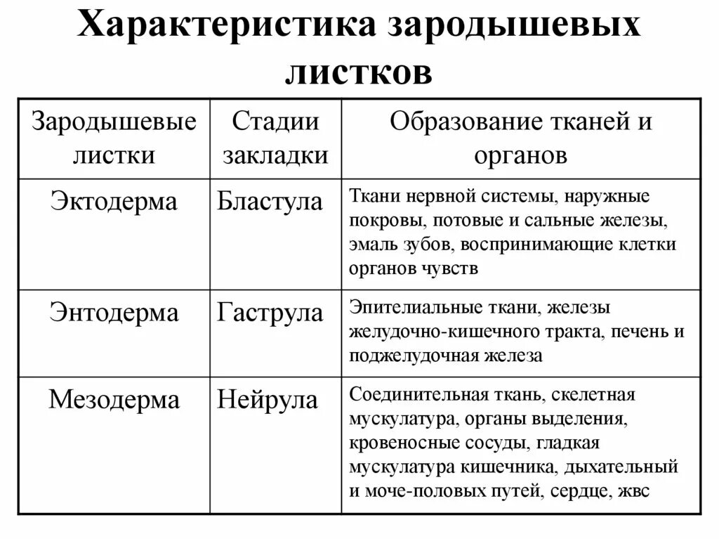 Какой зародышевый листок формируется на стадии. Характеристика зародышевых листков таблица. Характеристика зародышевых листков таблица 10 класс. Таблица развитие зародыша зародышевые листки. Зародышевые листки и их функции.