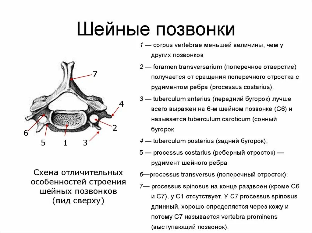 Какое значение поперечного. Особенности строения шейных позвонков. Седьмой шейный позвонок строение анатомия. 3 Шейный позвонок анатомия. Шестой шейный позвонок строение.