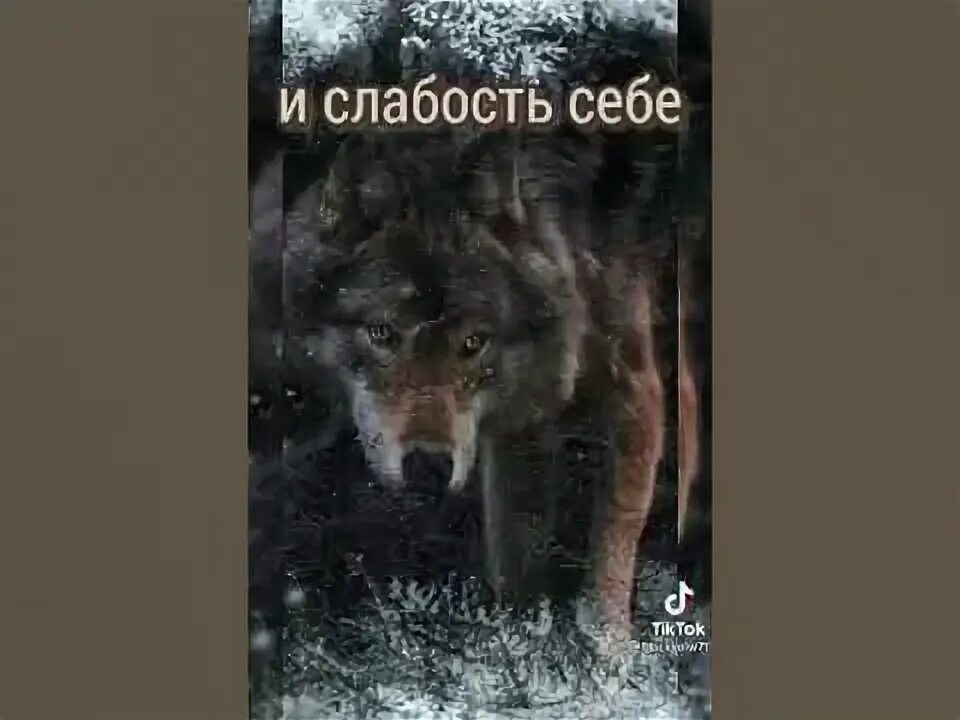 А волки гораздо людей. А волки гораздо людей