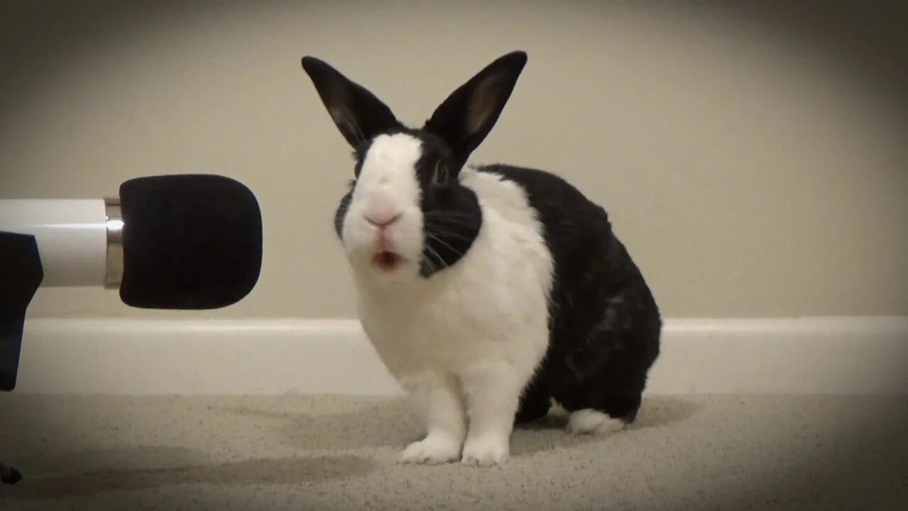 Rabbits sing. Пипкин кролик. Электро кролик. Музыкальный клип с кроликом. ONEMOREPLEASE Rabbit.