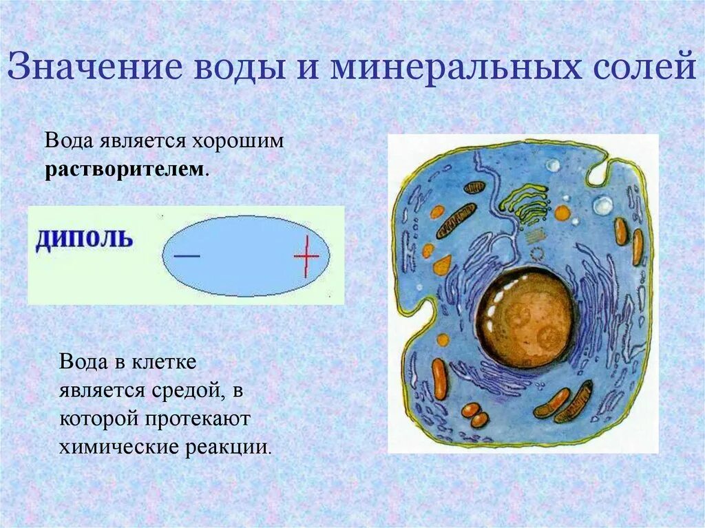 Биологическое значение минеральных солей. Биологическое значение минеральных солей