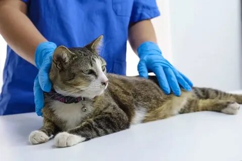 Ветеринары для кошек рейтинг