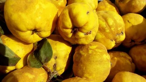 Фрукт похож на яблоко желтый
