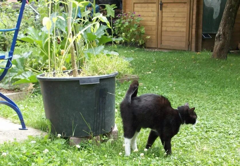 Кот метит запах. Кот метит запах. Запах домашних животных. Поведение и привычки кошек. Кот метит.