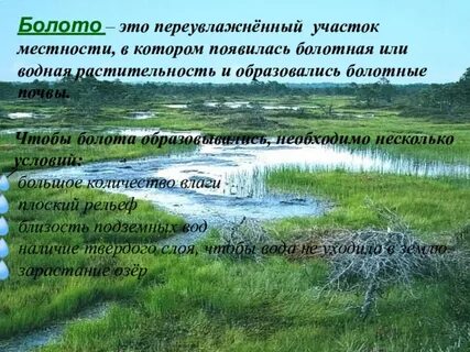 Дать характеристику болота