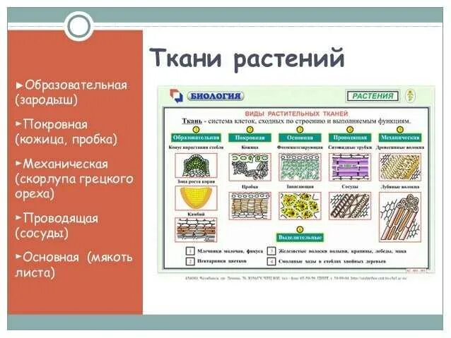 Образовательные ткани растений таблица. Покровная ткань растений. Тест по тканям человека. Какие бывают ткани растений.