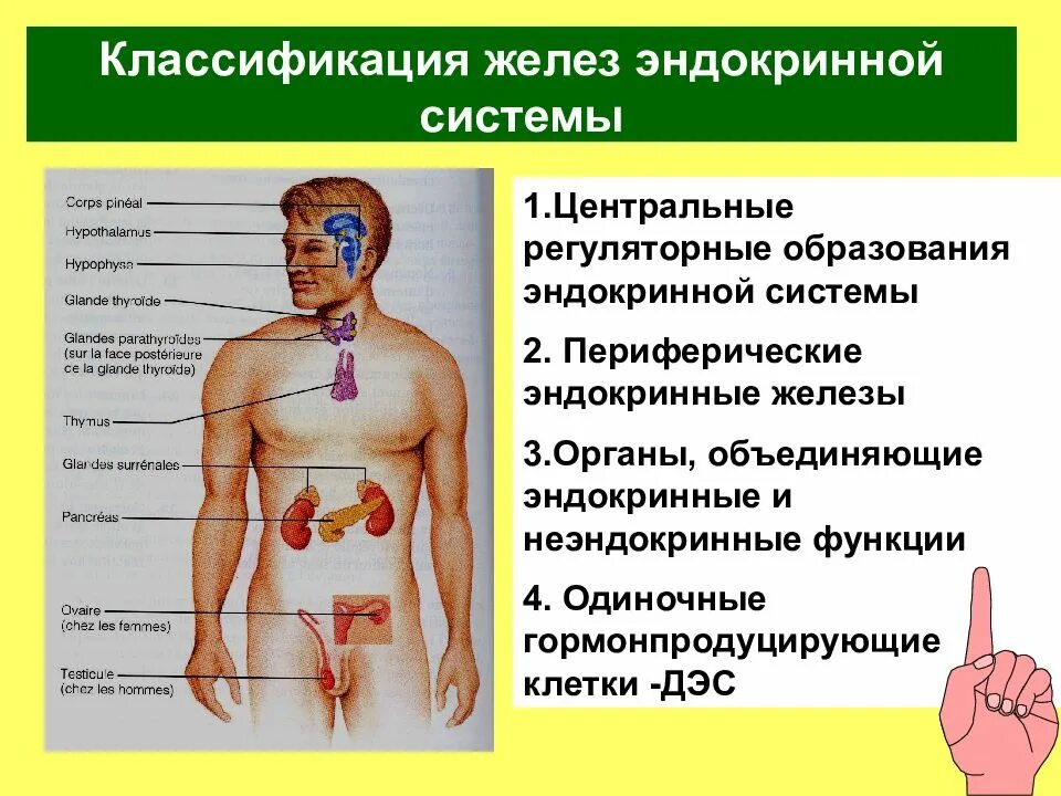 .Система желез внутренней секреции. Функции. Центральные и периферические железы эндокринной системы и функции. Центральная железа внутренней секции. Центральные органы эндокринной системы