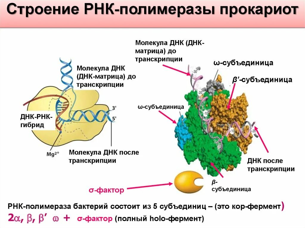 РНК полимераза прокариот структура. Функции РНК полимераз у эукариот. 37. Структура РНК-полимеразы прокариот. Субъединичное строение РНК полимеразы.