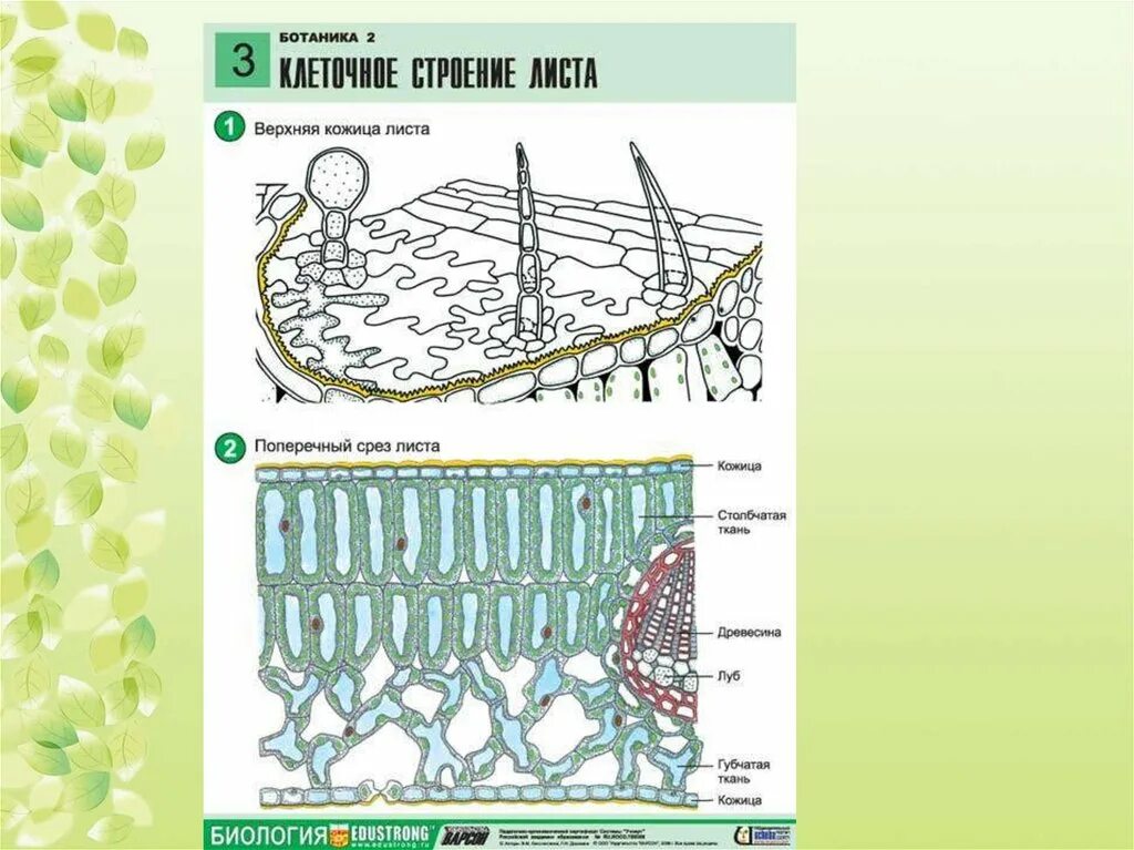 Слой клеток листа. Лист ботаника строение. Строение листа ткани ЕГЭ. Внутреннее строение листа ЕГЭ биология. Внутреннее строение листа растения.