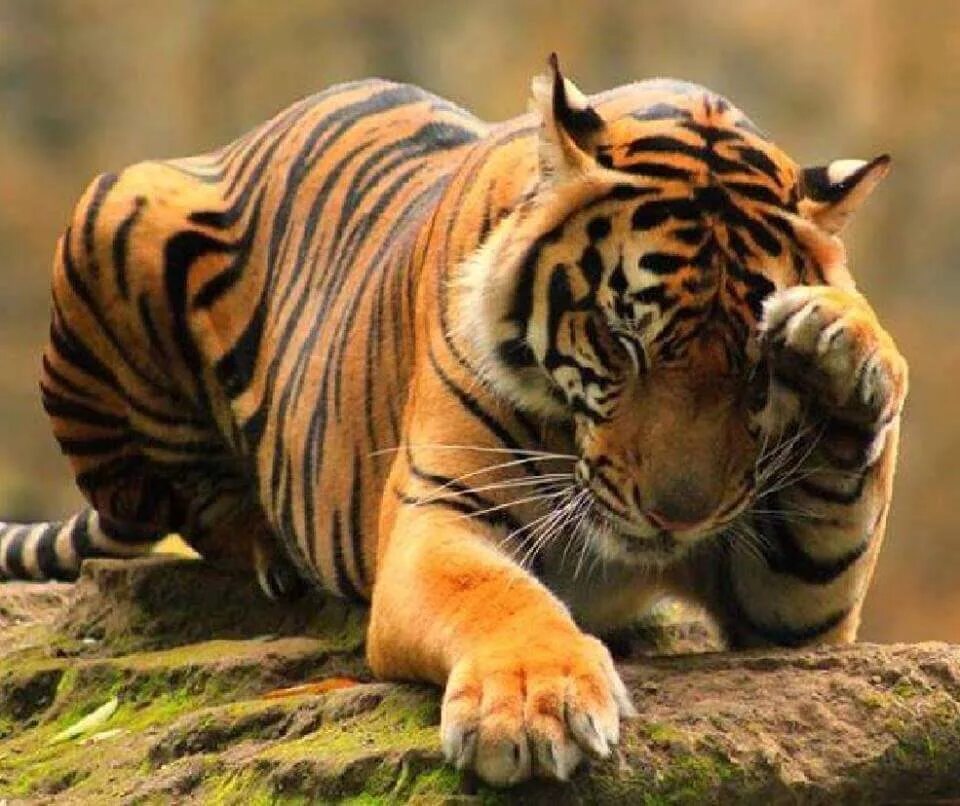 Лапка тигра. Тигр. Задумчивый тигр. Лапы тигра. Одинокий тигр.