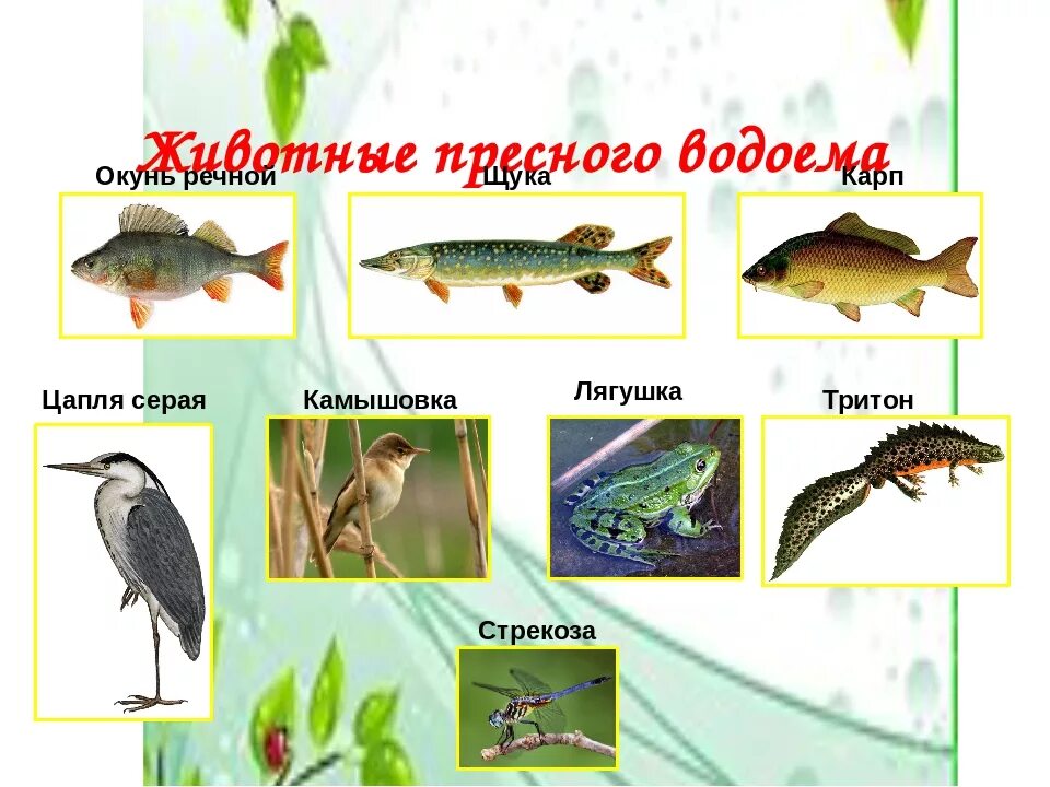 Животные пресных водоемов 4 класс. Обитатели водоемов. обитатели пресноводных водоемов. растения и животные водоемов. обитатели водоемов для детей.