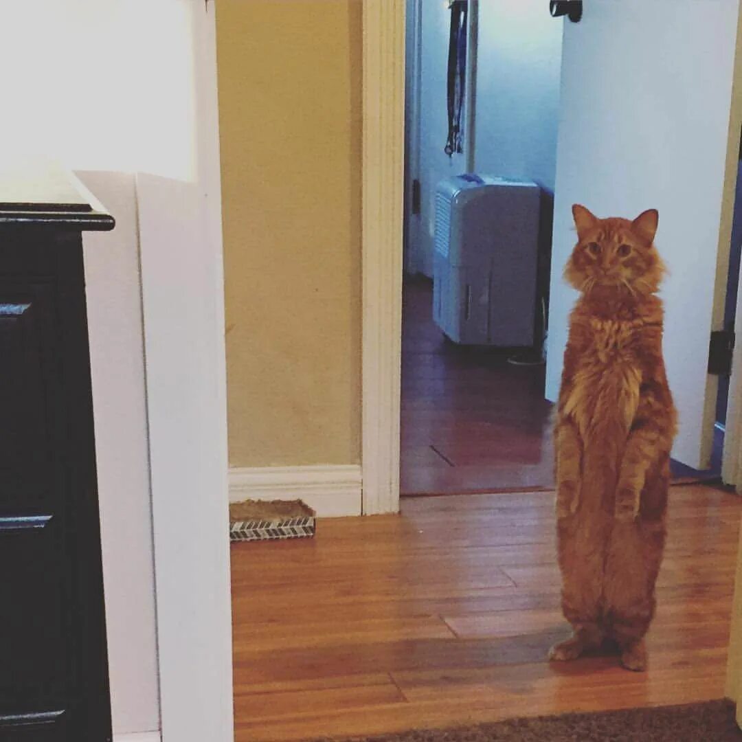 Кот стоит на месте. Кот стоит. котик стоит на задних лапах. кот встречает. толстый кот на задних лапах.