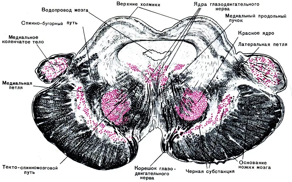 Верхние холмики мозга. Горизонтальный срез среднего мозга. Поперечный срез среднего мозга покрышка. Поперечный срез среднего мозга ядра. Структура основания среднего мозга.