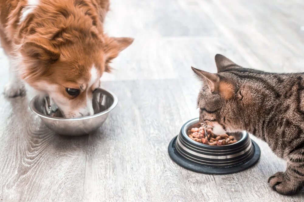Кошка ест с миски. Toxic собака. Toxic собака. Собака кушает корм. Cat and dog eat.