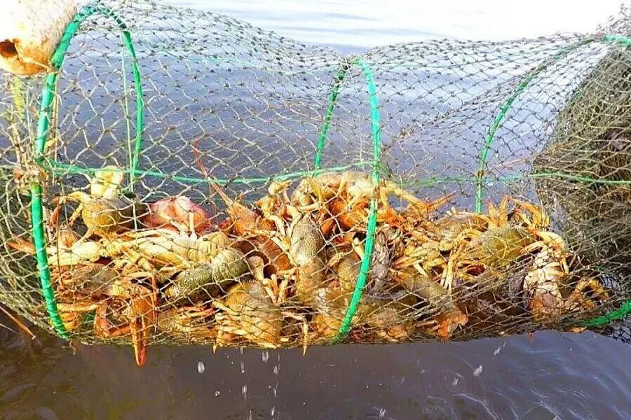 The inhabitant Novomoskovsk is fined for catching of crayfish Accidents Seldon N