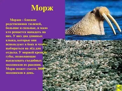 Сообщение о морже 4 класс окружающий мир