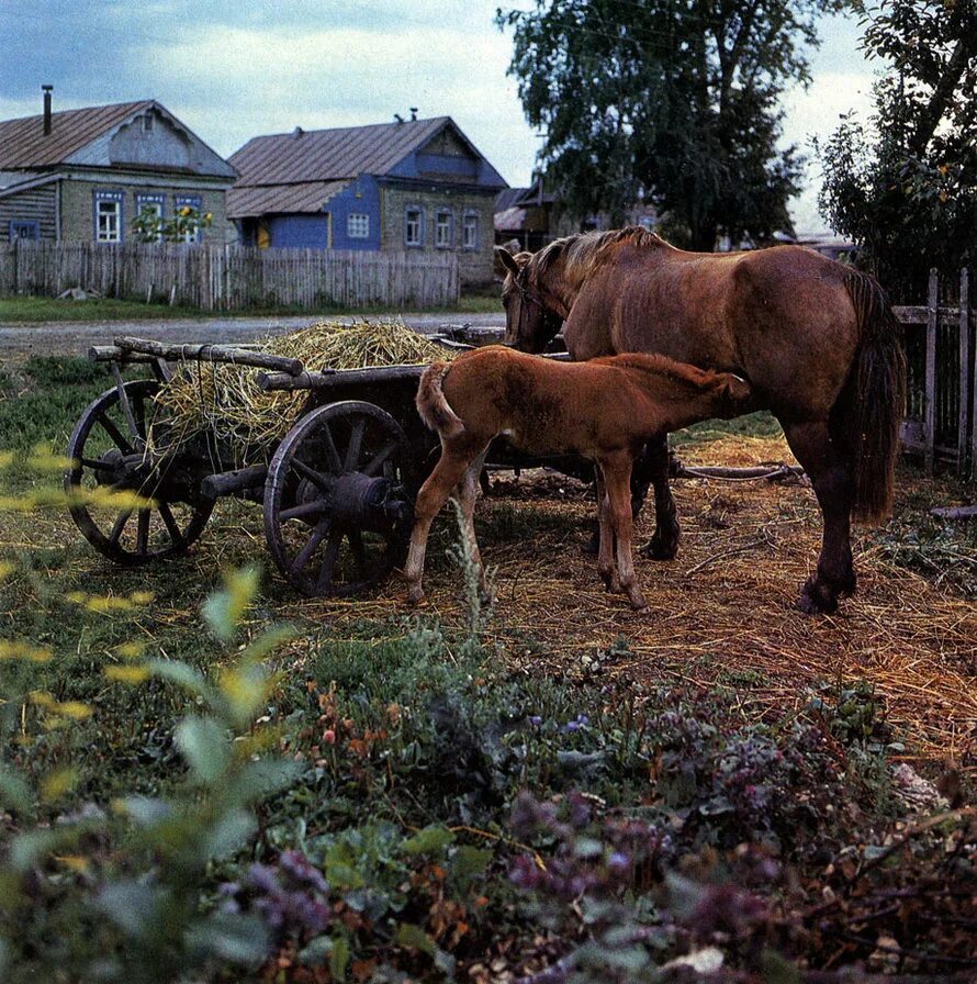 Село лошадка