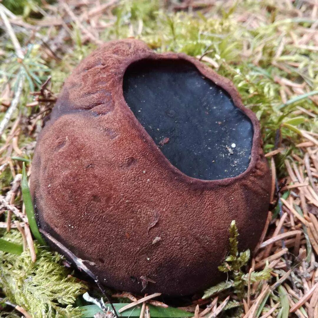 Гриб с жидкостью внутри. Саркосома шаровидная Sarcosoma globosum. Гриб Ведьмин котелок Саркосома. Молодильный гриб Саркосома. Молодильные грибы Саркосома шаровидная.