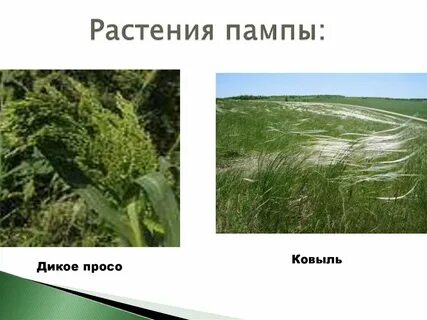 Растения пампы