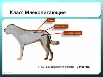 Млекопитающие животные системы органов