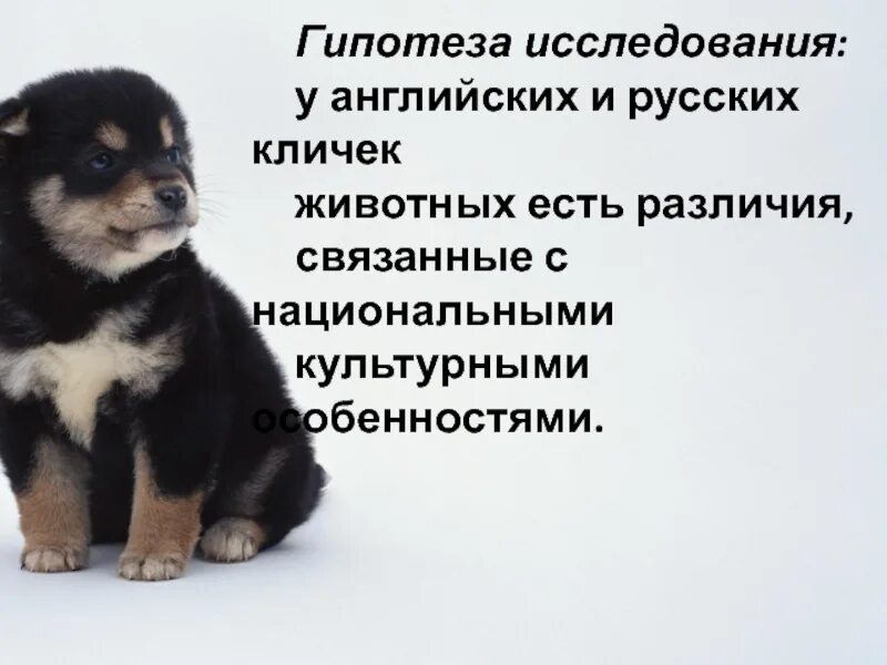Красивые клички для животных. Самые красивые клички для животных. Клички собак и кошек. Имена для животных девочек и мальчиков