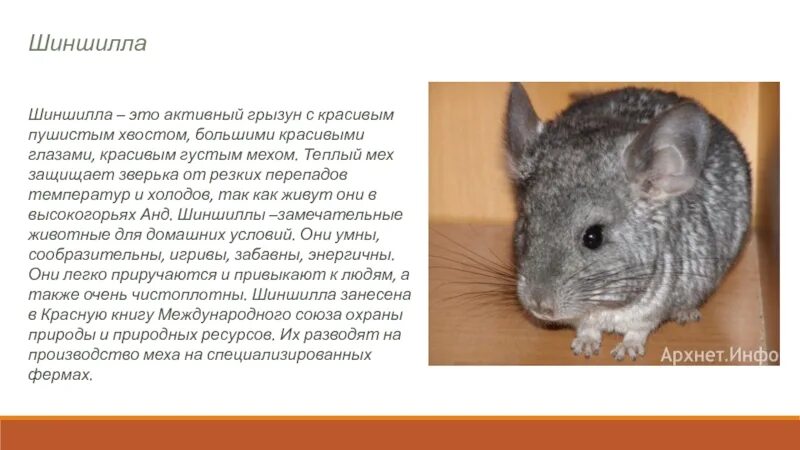 Факты о шиншиллах. Сообщение о шиншилле 2 класс. " интересные факты о животных про шиншил. Факты о шиншиллах. Интересные факты о шиншиллах домашних.