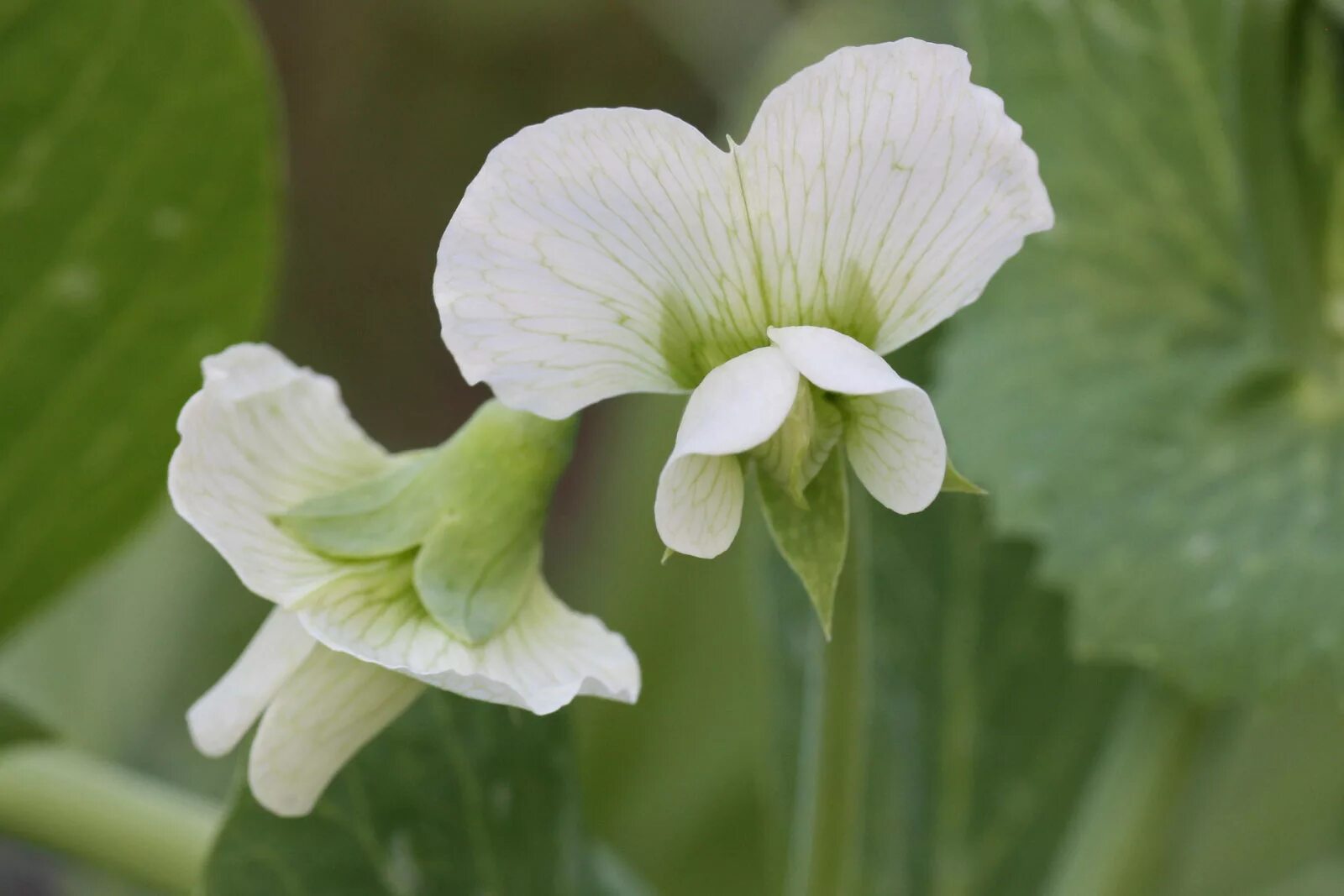 Pisum sativum. Pisum ensifolium. Цветок Pisum sativum. Горошек обыкновенный растение.