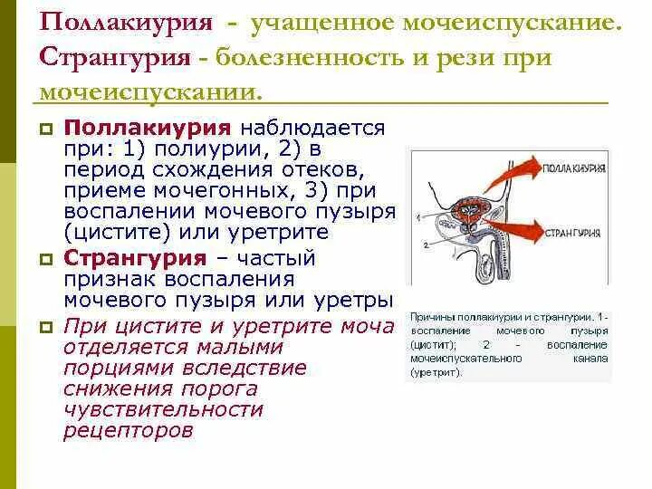 Рези при мочеиспускании у мужчин в головке