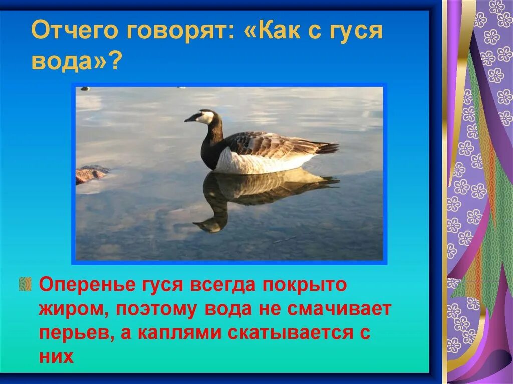 Объясните значение как с гуся вода. С гуся вода. Как с гуся вода фразеологизм. Как с гуся вода. Как с гуся вода значение фразеологизма.