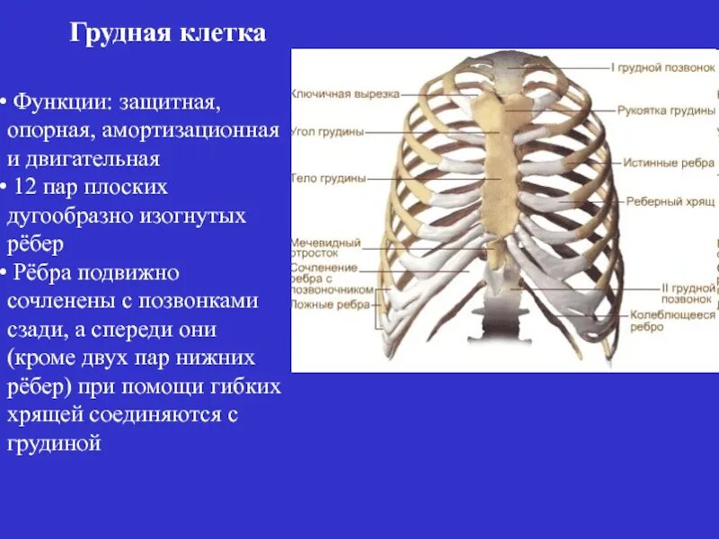Рудиментарные ребра th12. Скелет туловища позвоночный столб. Строение позвоночника спереди. Строение позвоночника вид сбоку. Скелет туловища человека грудная клетка.