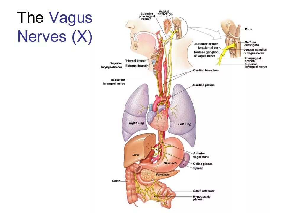 Блуждающий нерв рисунок. Вагус блуждающий нерв. Вагус нерв анатомия. Нервус вагус блуждающий нерв. X пара – блуждающий нерв.