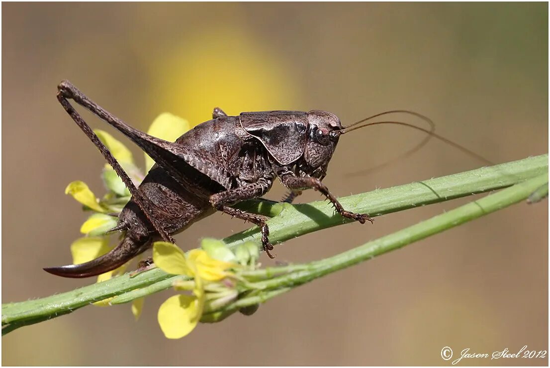 Цикада кузнечик насекомое. Жук сверчок. Саранча. Черный кузнечик насекомое. Черные жуки сверчки.
