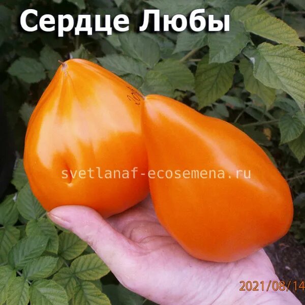 сердце любы. томат сердце любы отзывы. томат оранжевый русский 117 и оранжевый из россии. томат сердце любы характеристика. томат сердце любы.