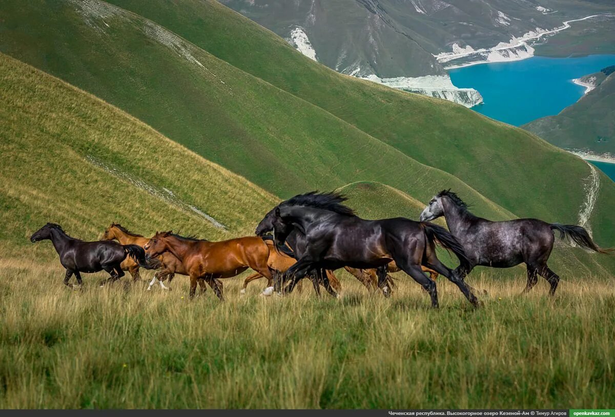 Зругское ущелье северной осетии. Куртатинское ущелье достопримечательности. Штат монтана заповедник. Большой кавказ приэльбрусье. Северная осетия алания горы.