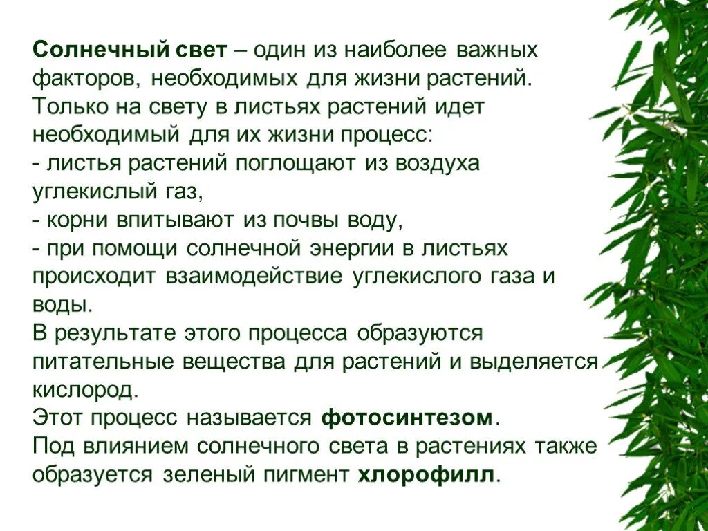 Подготовь рассказ что необходимо растению для жизни