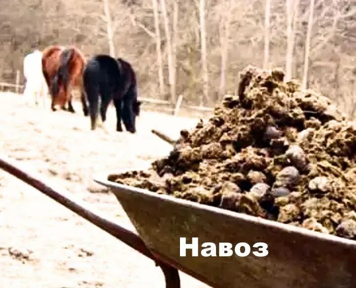 Навоз. Телега с навозом. Навоз коровий. Конский навоз.