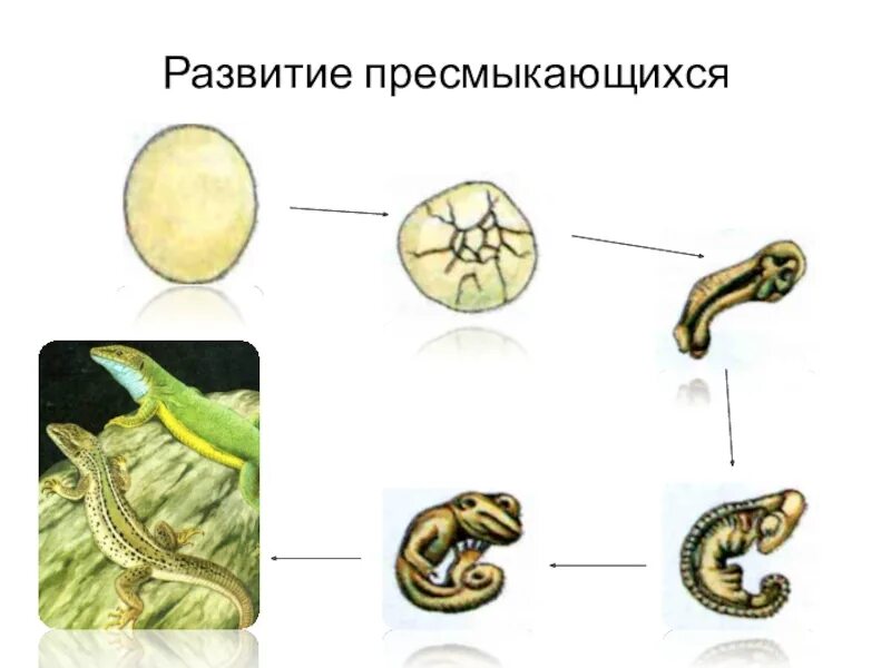 Для пресмыкающихся характерно размножение. Пресмыкающиеся стадии развития. Класс пресмыкающиеся размножение и развитие. Размножение пресмыкающиеся схема. Развитие пресмыкающихся схема.