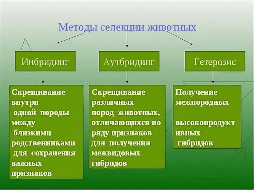 Метод селекции растений животных и микроорганизмов. Методы селекции животных схема. Перечислите методы селекции животных. Основные методы селекции растений животных и микроорганизмов. Инбридинг 2 аутбридинг