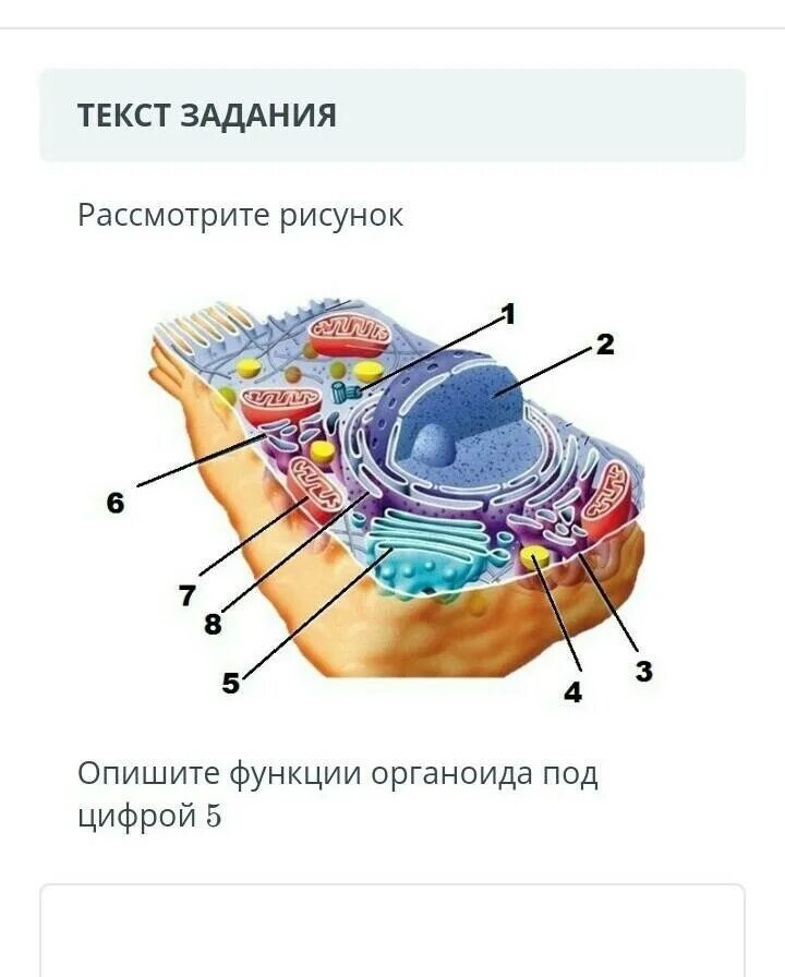 Строение органоидов прокариотов. Клетка органоиды клетки. Строение органоидов клетки. Органоиды эукариот.