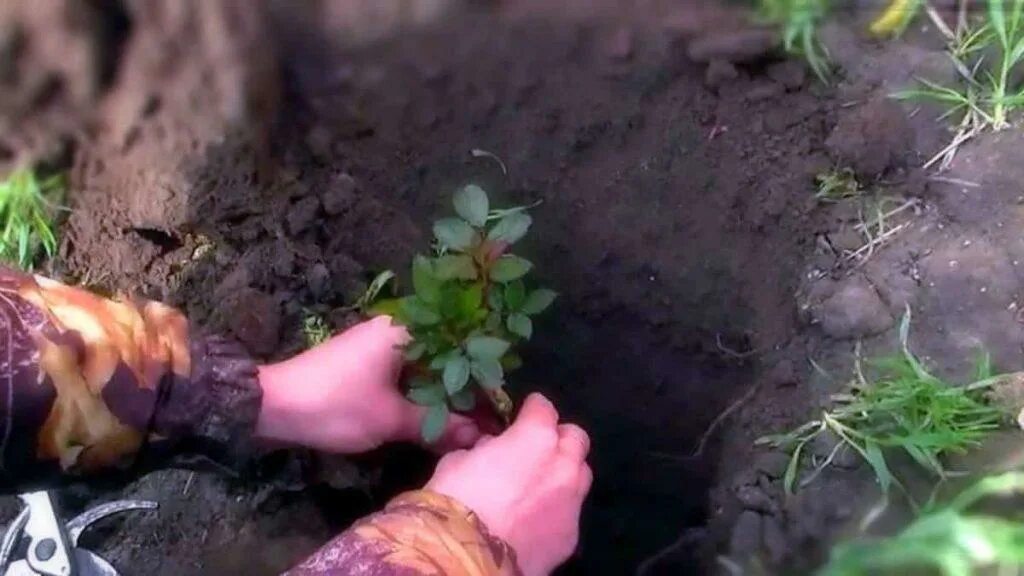 Когда можно высаживать розы в грунт весной. Высадка роз в открытый грунт. Посадка роз весной в открытый грунт. Высадка роз в открытый грунт весной.