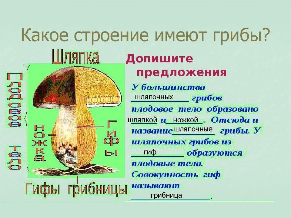 Значение шляпочных грибов в жизни человека. Строение грибов. Грибы съедобные и ядовитые.. Шляпочный гриб съедобные строение. Грибы строение шляпочных грибов. Какого строение шляпочного гриба.