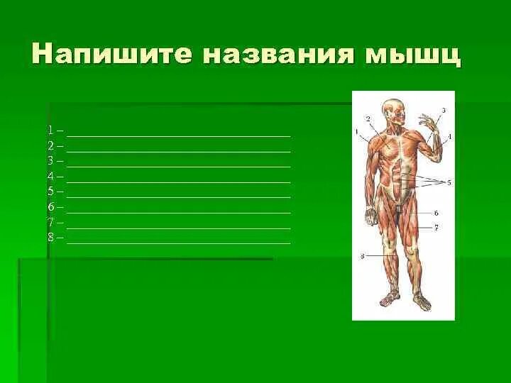 4 типа мышц. 4 типа мышц