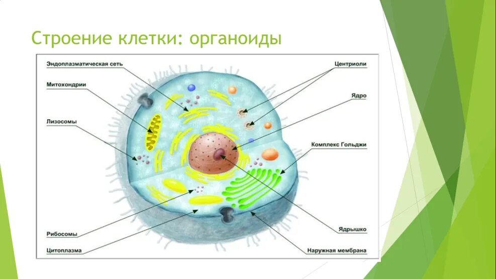 Какая основная часть клетки. Основные части клетки анатомия. Строение клетки биология 8 кл. Строение клетки по биологии 8 класс. Клетка биология строение схема.